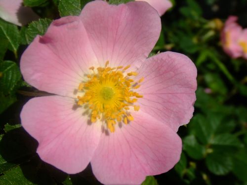 Bachblüte Wild Rose / Lebensfreude
